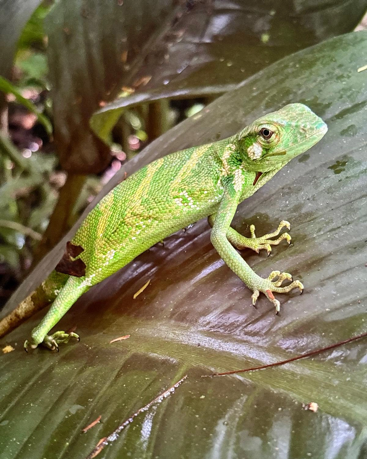 MPS Costa Rica 8